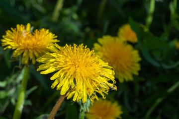 Macro photo of a yellow dandelion bloom with raindrops