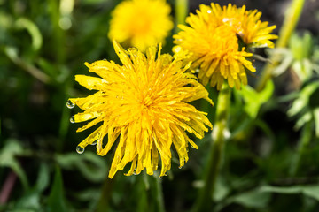Macro photo of a yellow dandelion bloom with raindrops