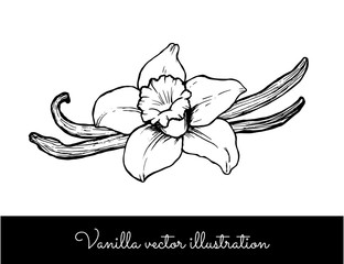 Vintage vanilla flower and sticks line vector illustration isolated on a white background
