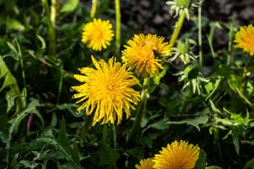 Macro photo of a yellow dandelion bloom with raindrops