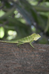 Green Lizard reptile
