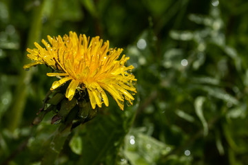 Macro photo of a yellow dandelion bloom with raindrops