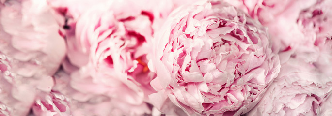 Pink peony flower on pastel background. Copy space. Floral composition. Wedding, birthday, anniversary bouquet. Woman day, Mother's day. Macro of peonies flowers © jchizhe