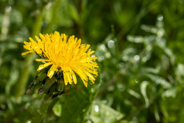 Macro photo of a yellow dandelion bloom with raindrops
