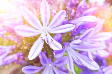 Close-up of purple agapanthus flowers, soft light, nostalgic and romantic background texture.