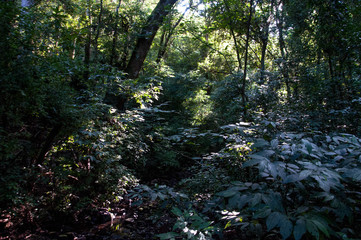 Fototapeta premium Forest landscape with light and shadow