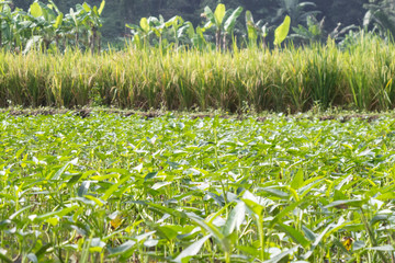 23 December 2010, Bogor, Indonesia: Green Fields