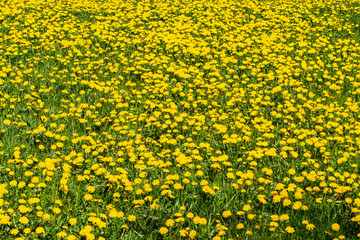 Meadow with a beautiful yellow dandelion bloom