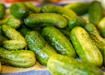 various vegetables harvested from the field and washed, harvest time, vegetable canning, summer
