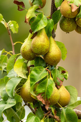 Ripe pears
