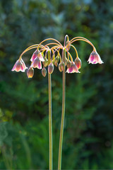 mediterraniean bells or honey lily flowers, nostalgic and romantic floral background texture.
