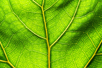 Naklejka na ściany i meble Close up of fresh green leaf texture of Ficus Lyrata against sunlight, macro photo. 