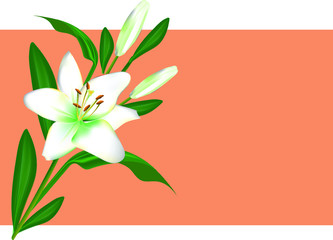 White lily with buds and leaves on a pink background - greeting card with a place for an inscription. Vector drawing for design.