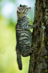 Kitten climbs up a tree