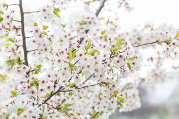 White Japanese cherry blossoms outdoors in spring