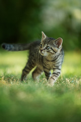 Naklejka na ściany i meble Kitten walking in a meadow