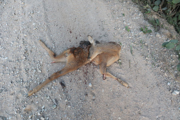  Dead deer on the side of a forest road, killed under the wheels of a car, top view