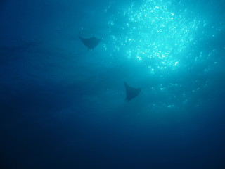 Zwei Mantas im Sonnenlicht  / Two mantas in the sun light