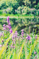 Obraz premium Nature background flowers and lake