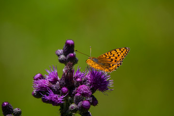 orange butterfly on purple flower