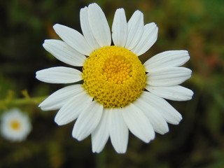 daisy flower closeup