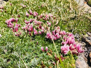 pink flowers in spring mountain 