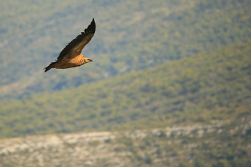 Griffon Vulure flying in the Gorges du Verdon, Provence, France.  