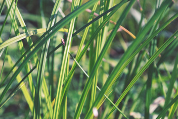 Green young grass close up