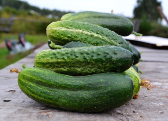 Fresh cucumbers