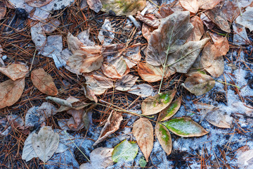 Abstract background with fallen autumn leaves sprinkled with the first snow