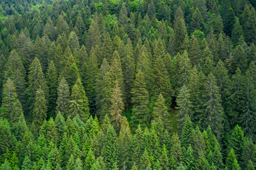Alpine spruce forest on a hill. Plantation of spruce trees. Top down aerial view. Green spruce on the slope aerial view from the side. Background forest view from above, green forest nature texture