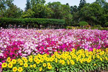 Scenic View of Colourful Flowerbeds in Tainan Park, Taiwan.