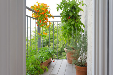 Urban gardening concept: pots on a balcony with tomato, nasturtium, strawberry, rosemary plants and rocket salad.