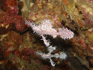 Fototapeta na wymiar Fetzengeisterfisch rosa Mutter u. Kind/ Ghostpipefish pink juvenile