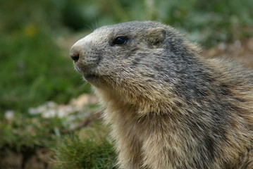 The muzzle of an alert groundhog looking around in the mountains