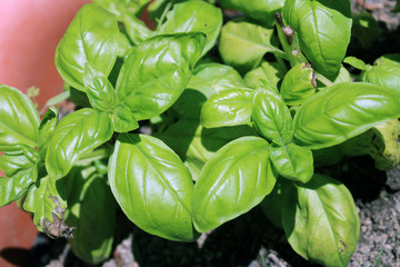 Basilico Ocimum basilicum assolato