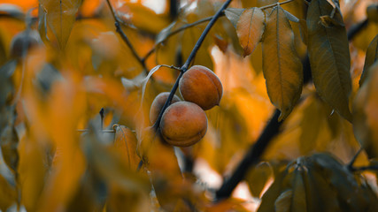 autumn leaves on a tree