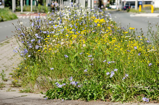Chicory and other wildflowers grow exuberantly on a small green strip between the road and a foot and bicycle path  in the town of Zwolle, The Netherlands