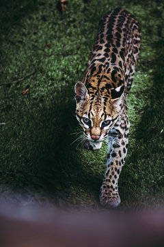 Portrait d'un ocelot - F&eacute;lin d'am&eacute;rique - Leopardus pardalis