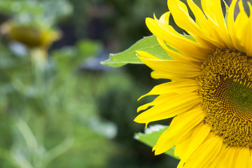piękny wielki żółty słonecznik
