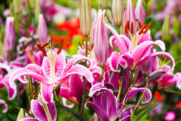 Pink lily flowers in the garden, lily joop flowers, lilium oriental joop.