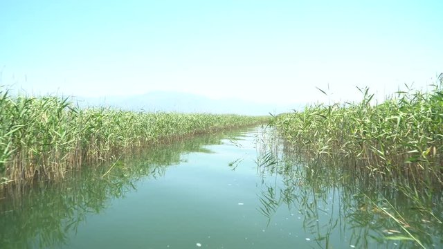 yacht ride in the reed-covered canal