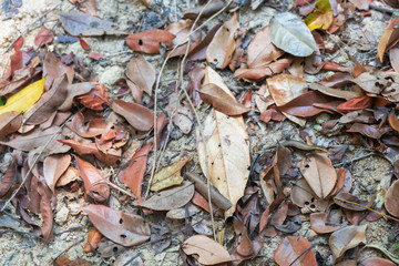 Fallen leaves in the rainforest