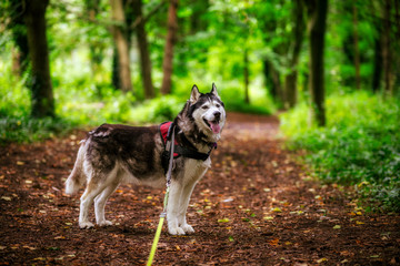 A Male Adult Purebred Siberian Husky with Black and White Markings and brown eyes.