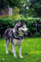 A Male Adult Purebred Siberian Husky with Black and White Markings and brown eyes.