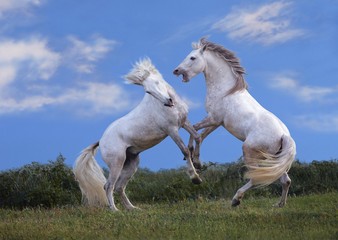Obraz na płótnie Canvas Camargue Horse, Stallions Fighting, Saintes Marie de la Mer in Camargue, in the South of France