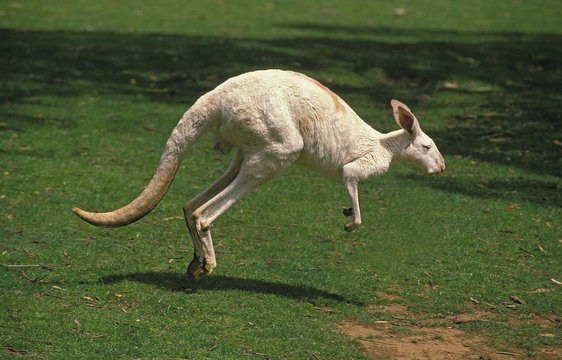 Red Kangaroo, macropus rufus, Albino Adult leaping