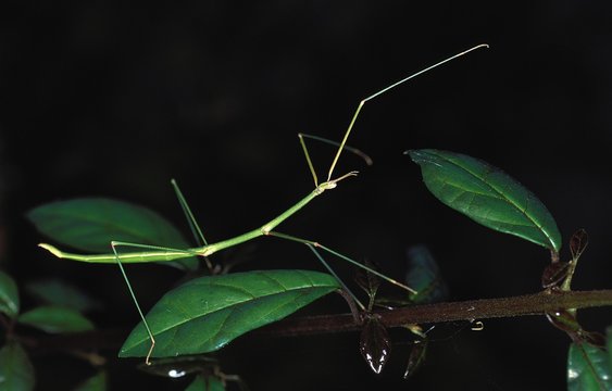 Stick Insect standing on Branch, Kenya