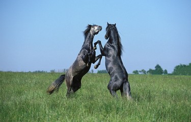 Obraz na płótnie Canvas Lusitano Horse, Stallions Fighting