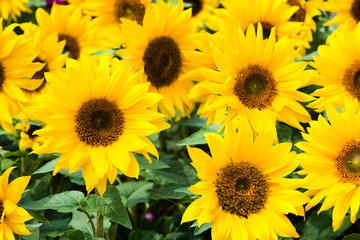 Obraz premium Yellow sunflower growing in the garden